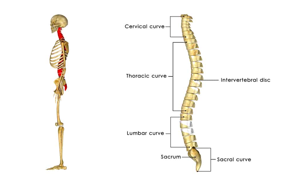 The four major sections of the spine that can be injured in an accident.