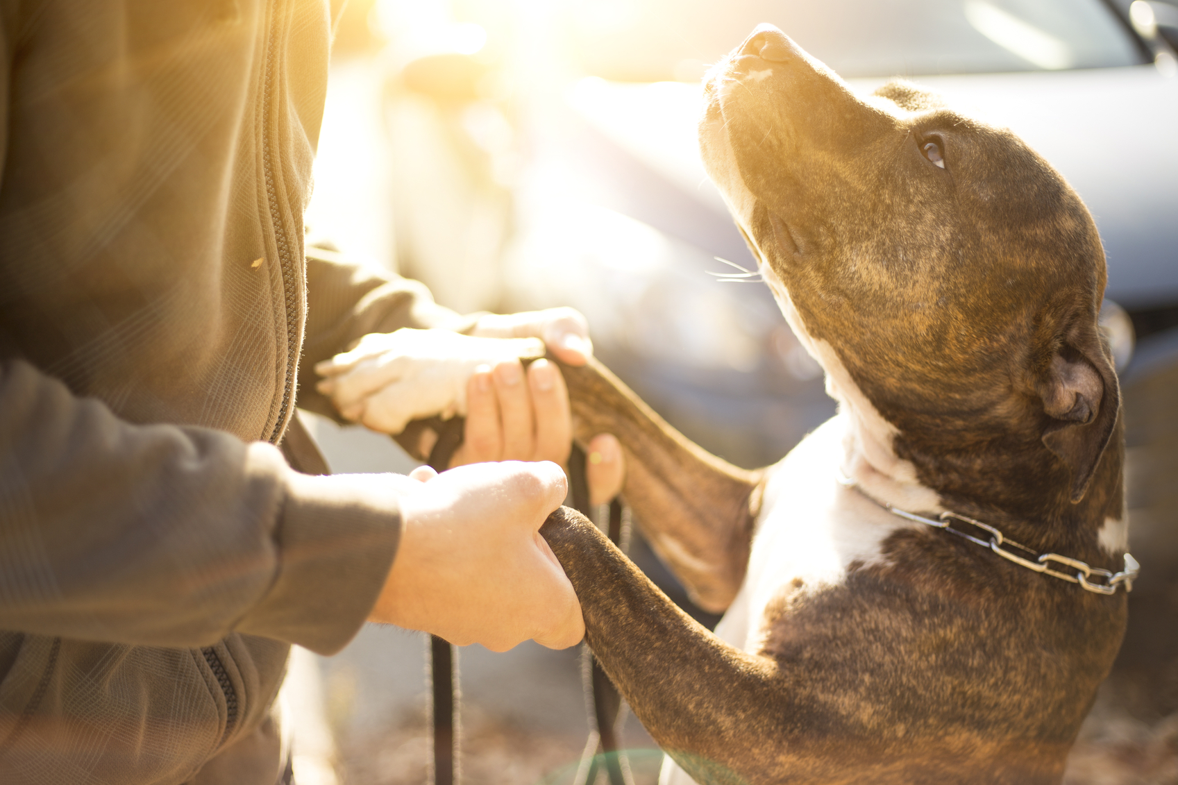 Suffering from a dog bite injury? Speak with an experienced Everett dog bite lawyer from Wells Trumbull for legal guidance and support today.